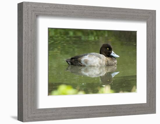 Usa. Lesser Scaup, Aythya Affinis-David Slater-Framed Photographic Print