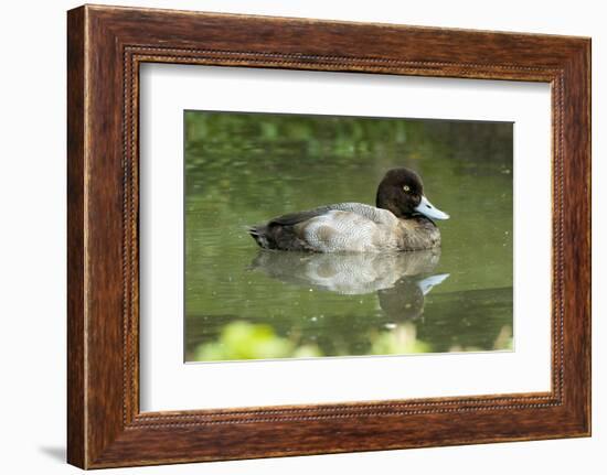 Usa. Lesser Scaup, Aythya Affinis-David Slater-Framed Photographic Print