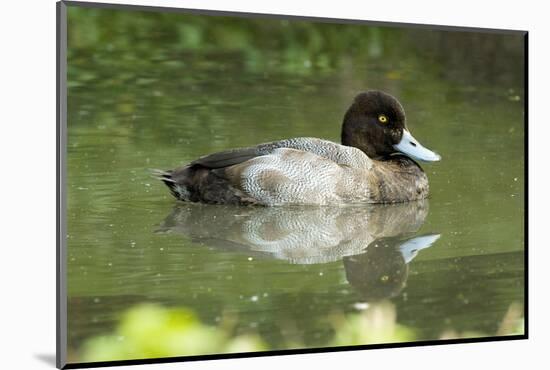 Usa. Lesser Scaup, Aythya Affinis-David Slater-Mounted Photographic Print