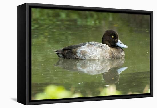 Usa. Lesser Scaup, Aythya Affinis-David Slater-Framed Premier Image Canvas