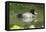 Usa. Lesser Scaup, Aythya Affinis-David Slater-Framed Premier Image Canvas