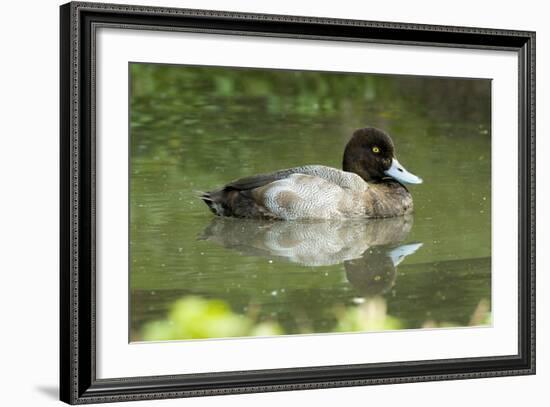 Usa. Lesser Scaup, Aythya Affinis-David Slater-Framed Photographic Print