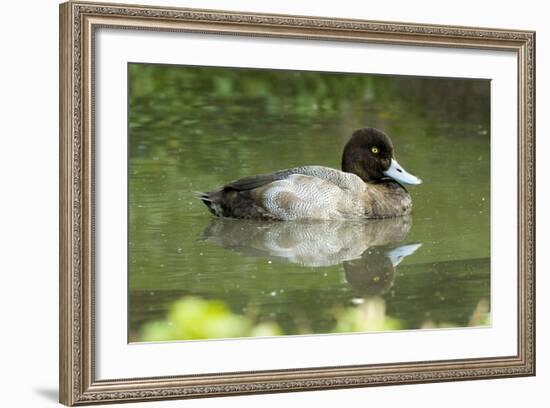 Usa. Lesser Scaup, Aythya Affinis-David Slater-Framed Photographic Print