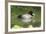 Usa. Lesser Scaup, Aythya Affinis-David Slater-Framed Photographic Print