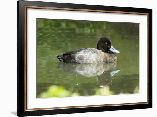 Usa. Lesser Scaup, Aythya Affinis-David Slater-Framed Photographic Print