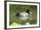 Usa. Lesser Scaup, Aythya Affinis-David Slater-Framed Photographic Print