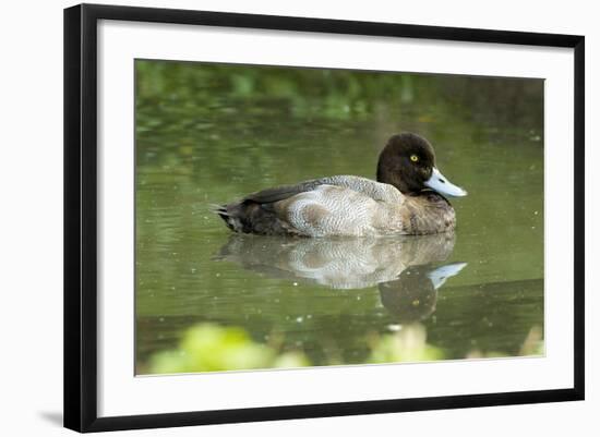 Usa. Lesser Scaup, Aythya Affinis-David Slater-Framed Photographic Print