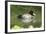 Usa. Lesser Scaup, Aythya Affinis-David Slater-Framed Photographic Print