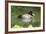 Usa. Lesser Scaup, Aythya Affinis-David Slater-Framed Photographic Print