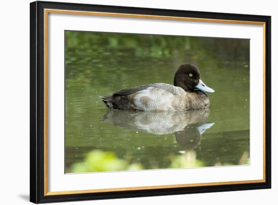 Usa. Lesser Scaup, Aythya Affinis-David Slater-Framed Photographic Print