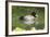 Usa. Lesser Scaup, Aythya Affinis-David Slater-Framed Photographic Print