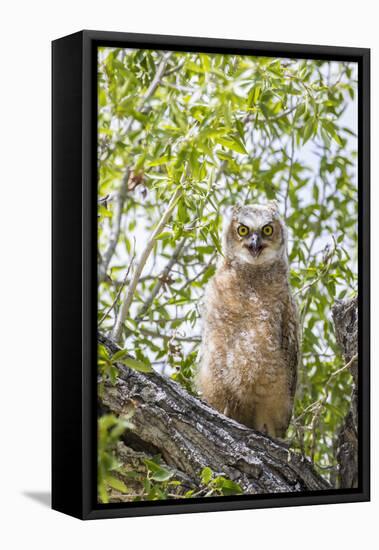 USA, Lincoln County, Wyoming. Recently branched Great Horned Owl chick sits on a cottonwood branch.-Elizabeth Boehm-Framed Premier Image Canvas