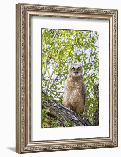 USA, Lincoln County, Wyoming. Recently branched Great Horned Owl chick sits on a cottonwood branch.-Elizabeth Boehm-Framed Photographic Print