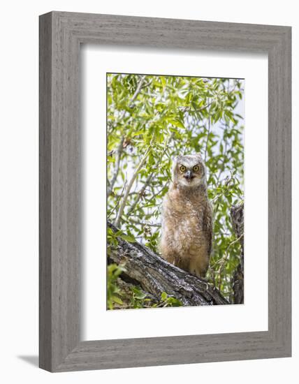 USA, Lincoln County, Wyoming. Recently branched Great Horned Owl chick sits on a cottonwood branch.-Elizabeth Boehm-Framed Photographic Print