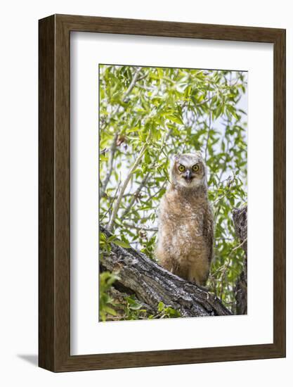 USA, Lincoln County, Wyoming. Recently branched Great Horned Owl chick sits on a cottonwood branch.-Elizabeth Boehm-Framed Photographic Print