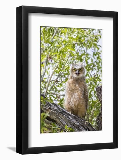 USA, Lincoln County, Wyoming. Recently branched Great Horned Owl chick sits on a cottonwood branch.-Elizabeth Boehm-Framed Photographic Print