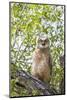 USA, Lincoln County, Wyoming. Recently branched Great Horned Owl chick sits on a cottonwood branch.-Elizabeth Boehm-Mounted Photographic Print