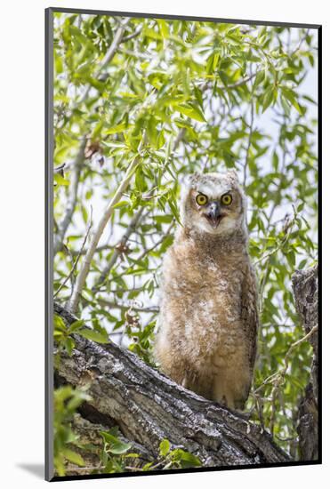 USA, Lincoln County, Wyoming. Recently branched Great Horned Owl chick sits on a cottonwood branch.-Elizabeth Boehm-Mounted Photographic Print