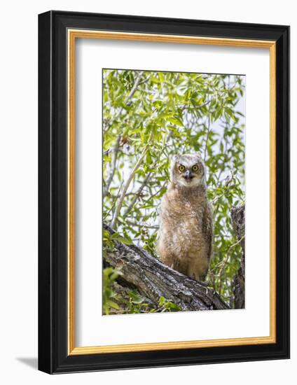 USA, Lincoln County, Wyoming. Recently branched Great Horned Owl chick sits on a cottonwood branch.-Elizabeth Boehm-Framed Photographic Print