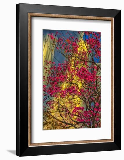 USA, Los Angeles, Ca, the Disney Center in Spring-Rona Schwarz-Framed Photographic Print