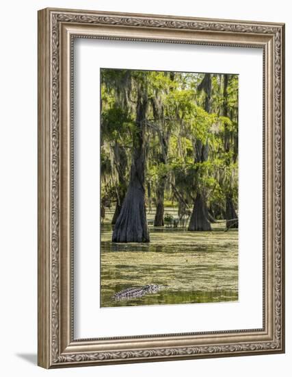 USA, Louisiana, Atchafalaya National Heritage Area. Alligator in Lake Martin.-Jaynes Gallery-Framed Photographic Print