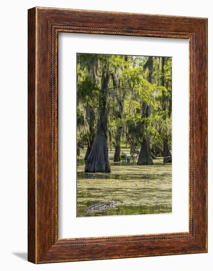 USA, Louisiana, Atchafalaya National Heritage Area. Alligator in Lake Martin.-Jaynes Gallery-Framed Photographic Print