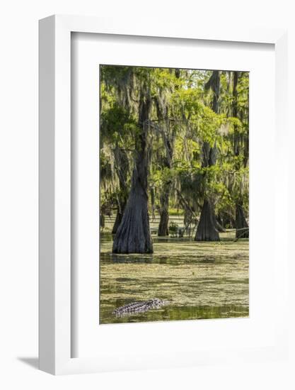 USA, Louisiana, Atchafalaya National Heritage Area. Alligator in Lake Martin.-Jaynes Gallery-Framed Photographic Print