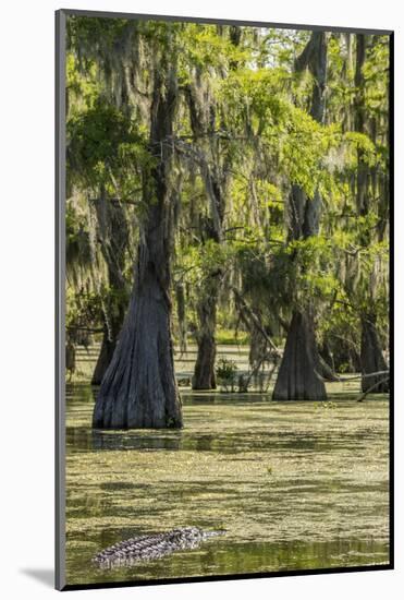 USA, Louisiana, Atchafalaya National Heritage Area. Alligator in Lake Martin.-Jaynes Gallery-Mounted Photographic Print