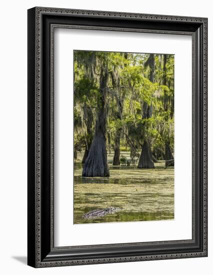 USA, Louisiana, Atchafalaya National Heritage Area. Alligator in Lake Martin.-Jaynes Gallery-Framed Photographic Print