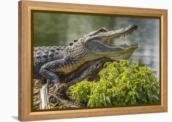 USA, Louisiana, Atchafalaya National Heritage Area. Alligator sunning on log.-Jaynes Gallery-Framed Premier Image Canvas