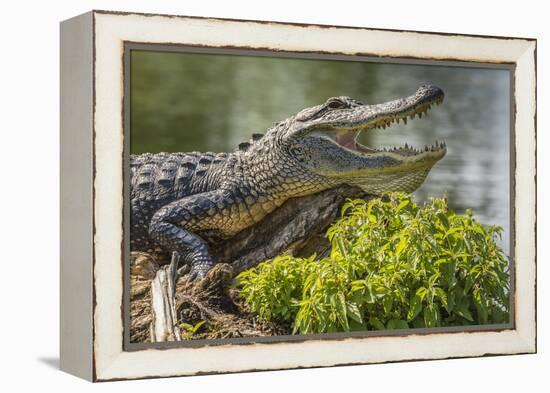 USA, Louisiana, Atchafalaya National Heritage Area. Alligator sunning on log.-Jaynes Gallery-Framed Premier Image Canvas