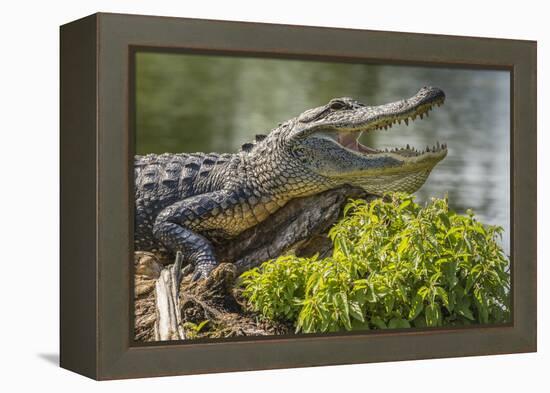 USA, Louisiana, Atchafalaya National Heritage Area. Alligator sunning on log.-Jaynes Gallery-Framed Premier Image Canvas