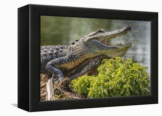 USA, Louisiana, Atchafalaya National Heritage Area. Alligator sunning on log.-Jaynes Gallery-Framed Premier Image Canvas