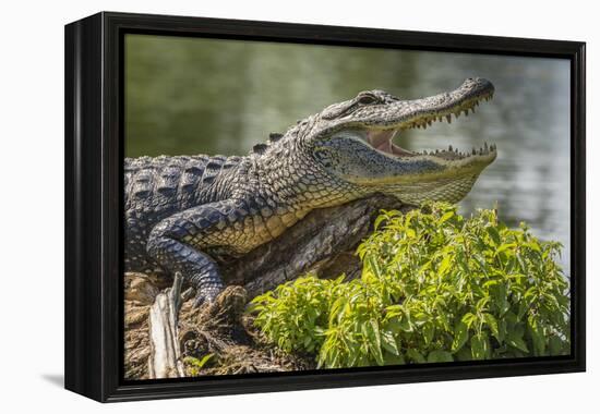 USA, Louisiana, Atchafalaya National Heritage Area. Alligator sunning on log.-Jaynes Gallery-Framed Premier Image Canvas