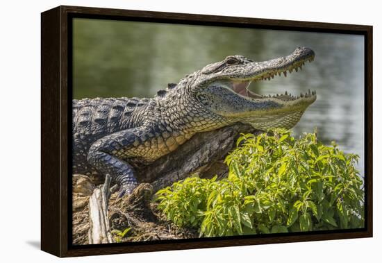 USA, Louisiana, Atchafalaya National Heritage Area. Alligator sunning on log.-Jaynes Gallery-Framed Premier Image Canvas