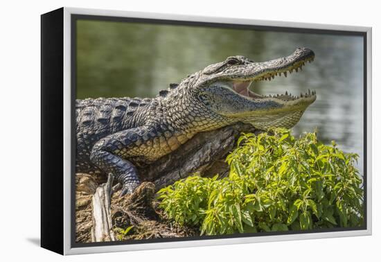 USA, Louisiana, Atchafalaya National Heritage Area. Alligator sunning on log.-Jaynes Gallery-Framed Premier Image Canvas