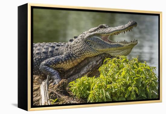 USA, Louisiana, Atchafalaya National Heritage Area. Alligator sunning on log.-Jaynes Gallery-Framed Premier Image Canvas