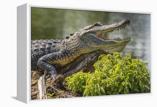 USA, Louisiana, Atchafalaya National Heritage Area. Alligator sunning on log.-Jaynes Gallery-Framed Premier Image Canvas