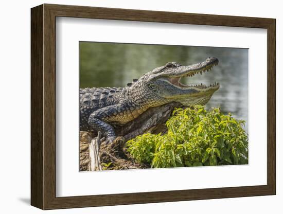 USA, Louisiana, Atchafalaya National Heritage Area. Alligator sunning on log.-Jaynes Gallery-Framed Photographic Print