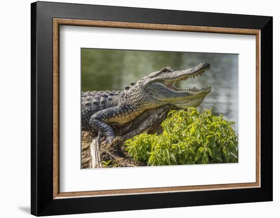 USA, Louisiana, Atchafalaya National Heritage Area. Alligator sunning on log.-Jaynes Gallery-Framed Photographic Print