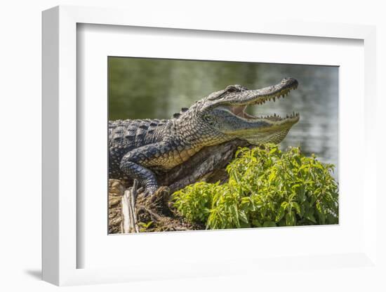 USA, Louisiana, Atchafalaya National Heritage Area. Alligator sunning on log.-Jaynes Gallery-Framed Photographic Print