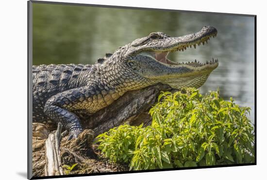 USA, Louisiana, Atchafalaya National Heritage Area. Alligator sunning on log.-Jaynes Gallery-Mounted Photographic Print