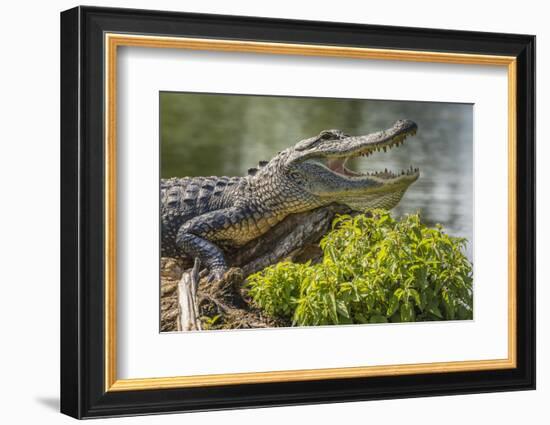 USA, Louisiana, Atchafalaya National Heritage Area. Alligator sunning on log.-Jaynes Gallery-Framed Photographic Print