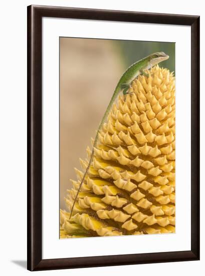 USA, Louisiana, Atchafalaya National Heritage Area. Green anole on plant.-Jaynes Gallery-Framed Photographic Print