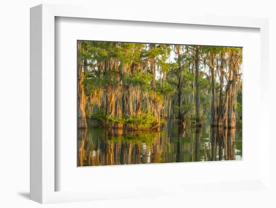 USA, Louisiana, Atchafalaya National Wildlife Refuge. Sunrise on cypress trees and Spanish moss.-Jaynes Gallery-Framed Photographic Print