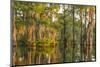 USA, Louisiana, Atchafalaya National Wildlife Refuge. Sunrise on cypress trees and Spanish moss.-Jaynes Gallery-Mounted Photographic Print