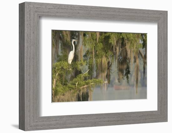 USA, Louisiana, Lake Martin. Foggy swamp sunrise with great egret in tree.-Jaynes Gallery-Framed Photographic Print