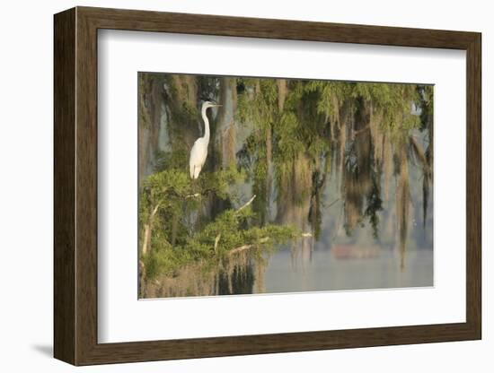 USA, Louisiana, Lake Martin. Foggy swamp sunrise with great egret in tree.-Jaynes Gallery-Framed Photographic Print