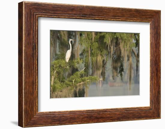 USA, Louisiana, Lake Martin. Foggy swamp sunrise with great egret in tree.-Jaynes Gallery-Framed Photographic Print