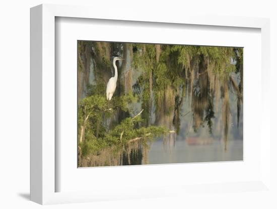 USA, Louisiana, Lake Martin. Foggy swamp sunrise with great egret in tree.-Jaynes Gallery-Framed Photographic Print